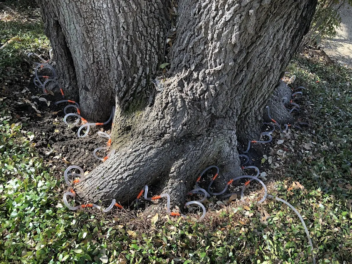 Detailed Shrub and Hedge Trimming job site in Wills Point
