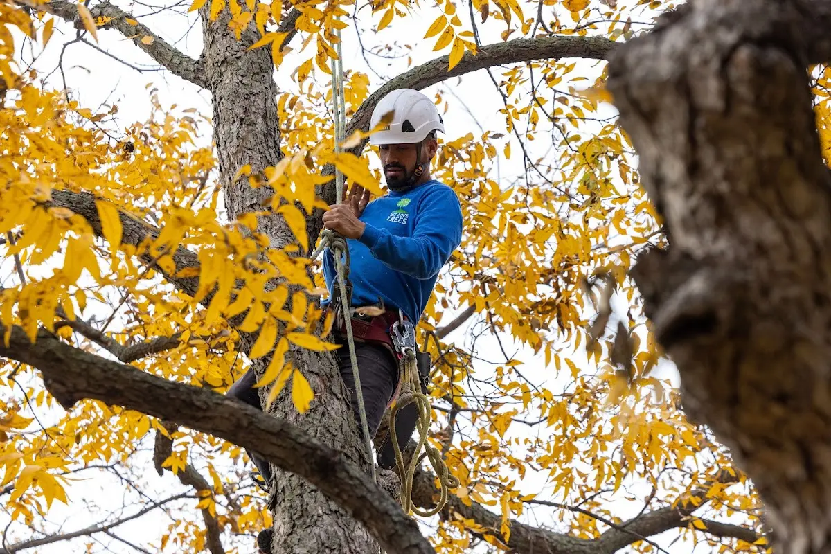 Skilled Tree Planing crew working in Wills Point