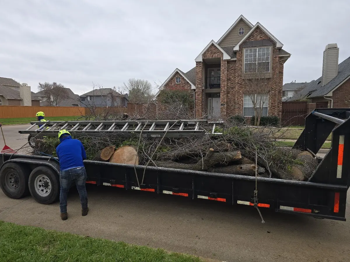 Expert Tree Pest Control with proper safety equipment in Wills Point